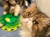 GCCF registered Pure Persian Kittens
