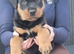 1 MALE 1 FEMALE ROTTWEILER PUPPIES AVAILABLE