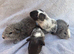 X4 baby boy guinea pigs
