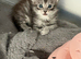Mainecoon kitten
