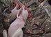 A new home for Suki - 7 month lurcher
