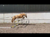 15.1 Beautiful Palamino mare