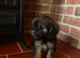 F1 cavapoos