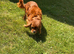 STUNNING KC HEALTH TESTED CAVALIER