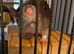 5 tame girls and large cage £120