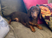 Dachshund Chocolate & Tan Female
