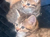 British shorthair x