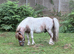 Superstar kids pony