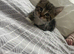 Lovely tabby kitten ready now