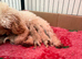 Korean Maltipoo puppies available