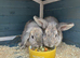 2 rabbits