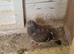 Coloured racing pigeons
