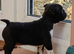 Beautiful Boston Cross Puppies Looking for Their New Forever Home