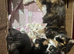 Stunning kittens