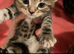 Cute Maine coon cross ragdoll