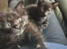 8 Week Old Kittens