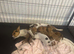 beautiful jack Russell puppies