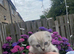 Scottish fold kitten