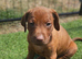 Rhodesian ridgeback looking for their forever homes