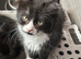 Ragdoll cross kittens