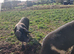 Boars Saddleback cross