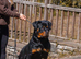 Rottweiler cross Dogue De Bordeaux