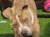 Staffy x Victorian Bulldog
