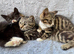 Gorgeous boy kittens