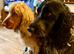 Beautiful Show Type Cocker Spaniels - 2 girls left