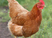 Point of lay vaccinated pullets