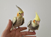 Hand-Reared & Super Tame 10-Week-Old Cockatiel Babies
