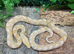 Foulsham Caramel Superdwarf Reticulated Python at Birmingham Reptiles