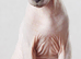 Sphynx to rehome