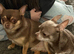 Chihuahua puppies