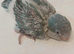 Handreared Blue and White Quaker Babies