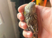 2 canaries