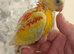 Hand-Reared Red Rump Parakeets