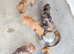 **Reduced*"Miniature dachshund mixed with Patterdale