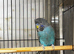 4 pairs of Black face budgies