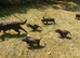 Quality F1B Sprocker Spaniel Puppies