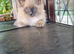 Ragdoll kittens ready now