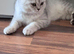 Adorable Scottish Fold Kitten Looking for a Forever Home