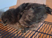 Silkie x copper maran chicks