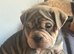 Olde English bulldog cross puppy