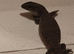 Bosc monitor