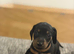 Dachshund Puppies