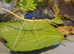 Medauroidea Extradentata Annam Stick Insect 10-15 Eggs - Vietnamese