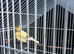 Female canaries