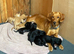 Spaniel x Labrador puppies