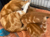 Male ginger kitten